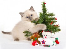 Cats love Christmas wallpaper