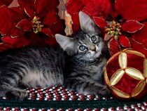 Kitty Christmas wallpaper